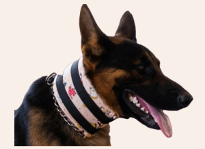 COLAR CERVICAL - CÃES