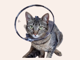 COLAR ELIZABETANO GATOS E CAES DE PORTE PEQUENO - TRANSPARENTE
