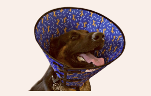 COLAR ELIZABETANO PARA CÃES