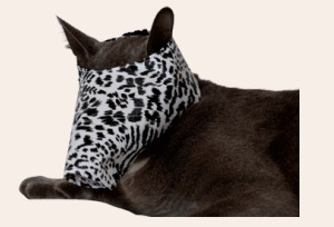 FOCINHEIRA PARA GATOS