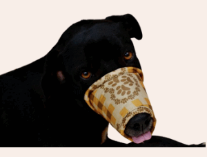 FOCINHEIRA PARA CÃES