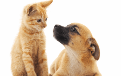 Como Escolher os Melhores Produtos para Revenda no Mercado Pet? (Guia para Lojistas e Profis